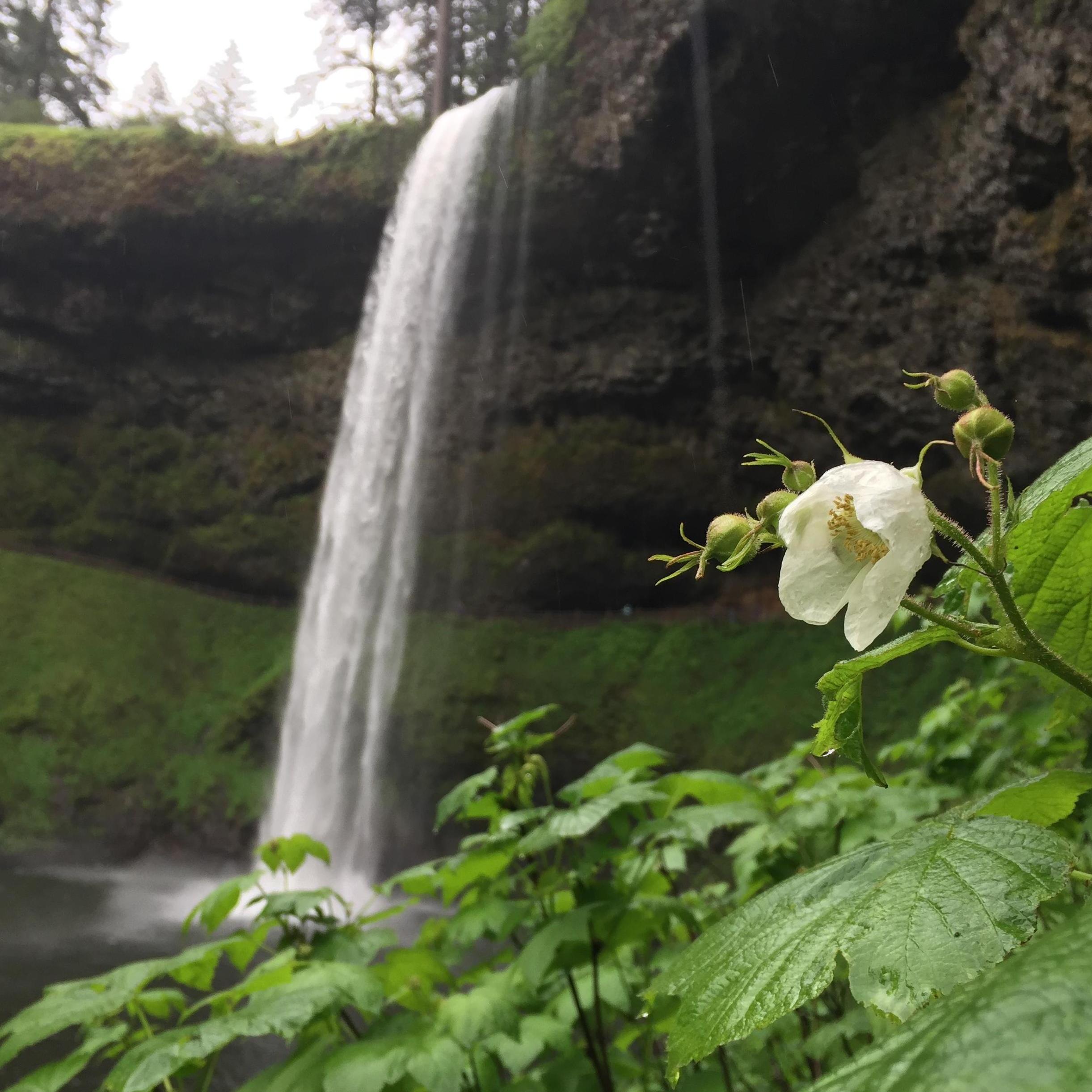 Silver Falls hike in Oregon when Antonio's family visited Patty's farm
