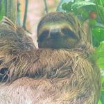 Manuel Antonio National Park Tour