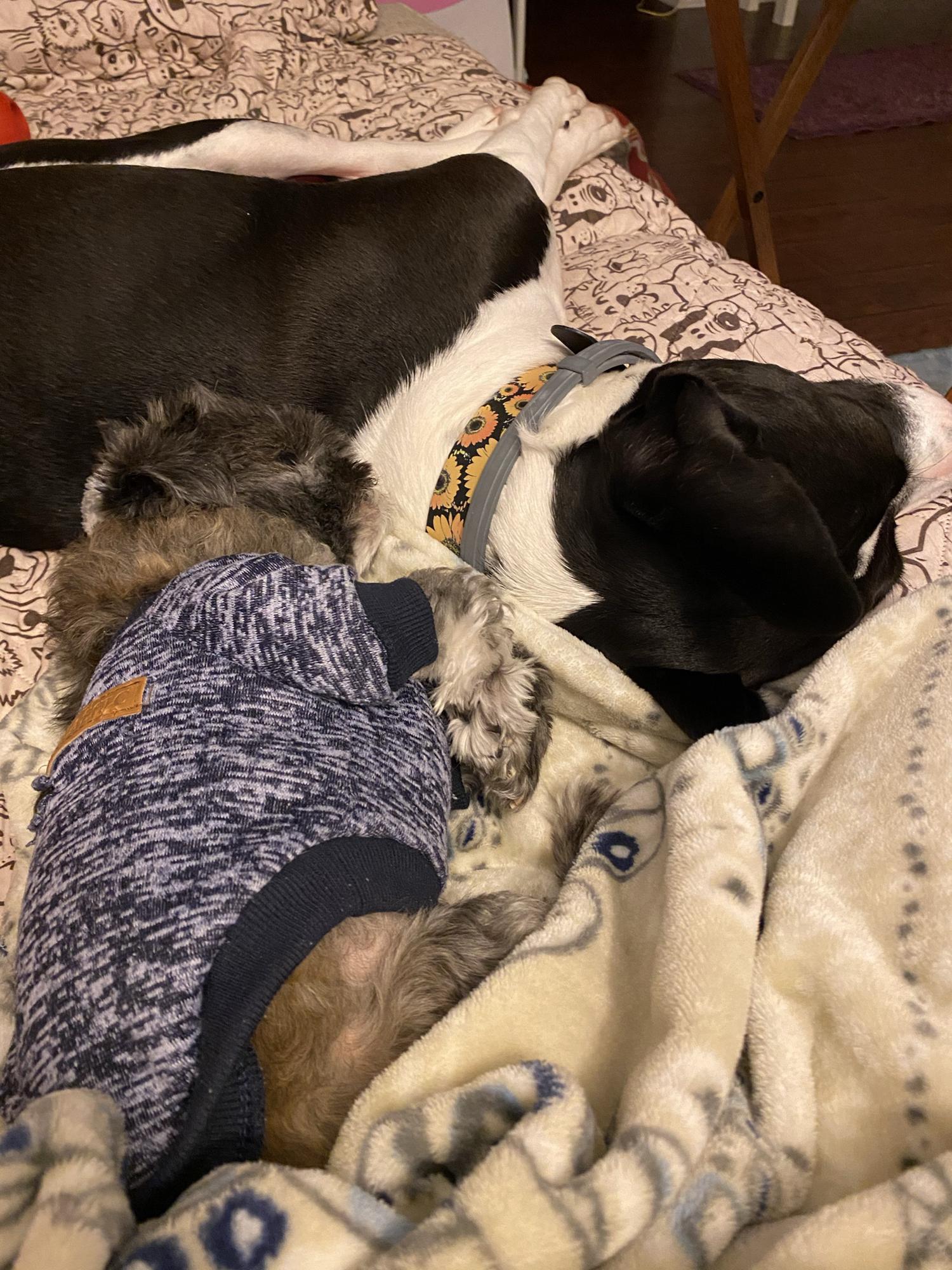Daisy (big dog) and lil Griffin girl napping together 🥰