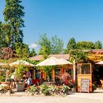 Wine Tasting at Local Wineries