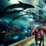Newport Aquarium
