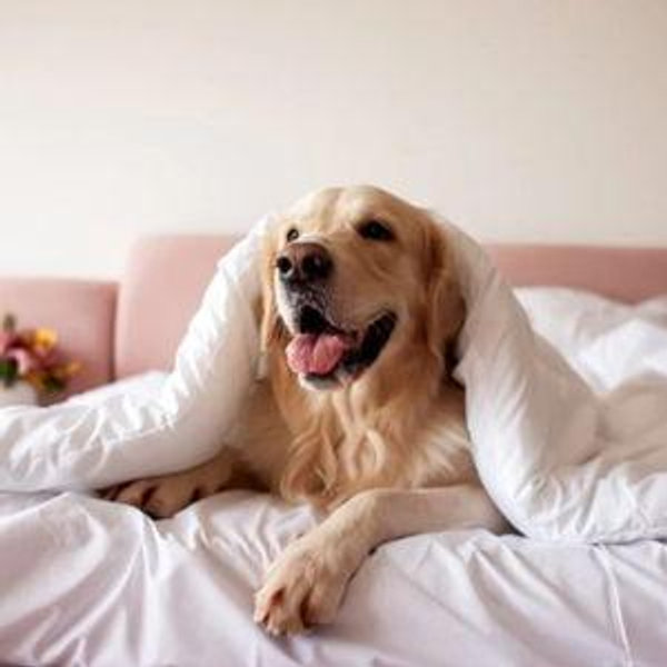 Dog Care During Honeymoon