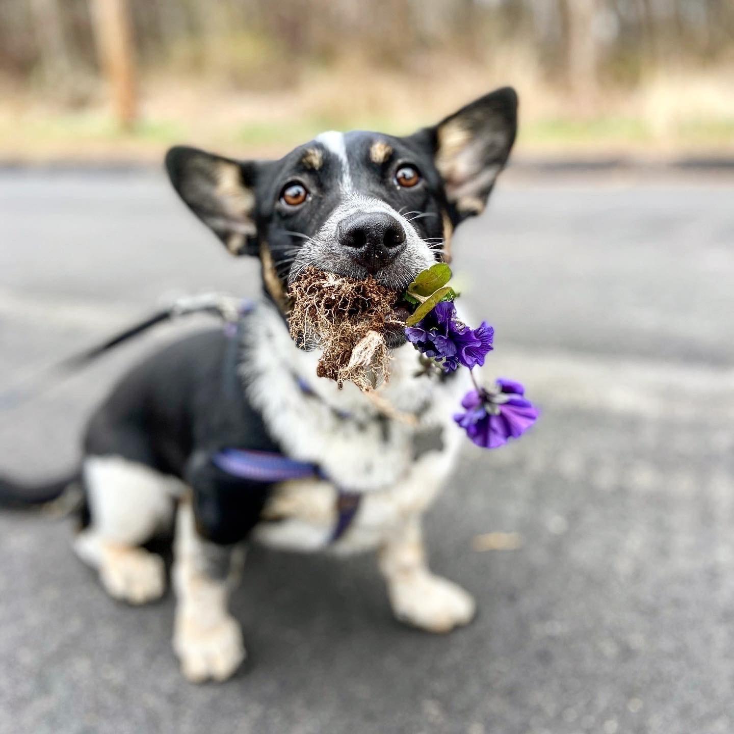 Our Pooch! Adopted 2019