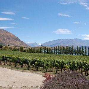 Wine Tour in Central Otago