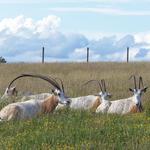 The Wilds