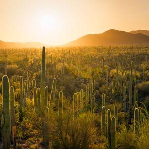 Saguaro National Park Annual Membership