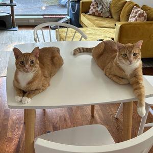 Fred and George Rover