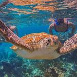 Tulum, Snorkeling, Sea Turtles, Cenote Swim and Beachside Lunch