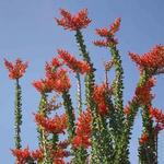 El Paso Desert Botanical Garden
