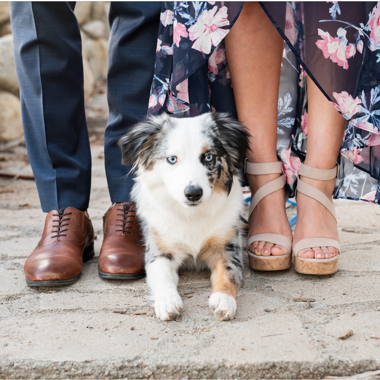 The cutest mini Aussie you'll ever see.