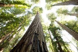 The Wedding Website of Fiona Fox and Kodee Fox