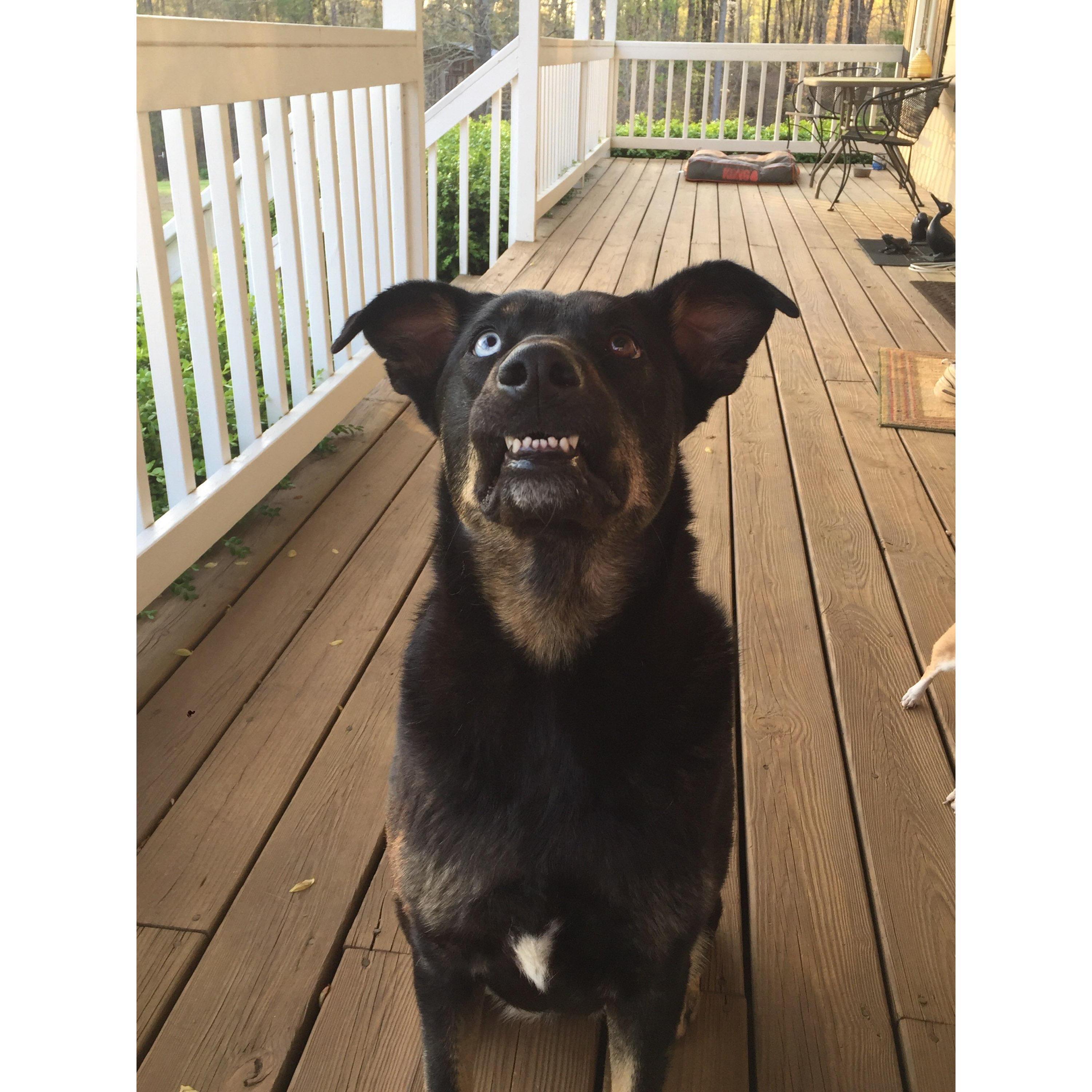 This is Sapphire, our 4-year-old Australian Sheppard Lab.