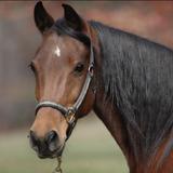 Horseback Riding