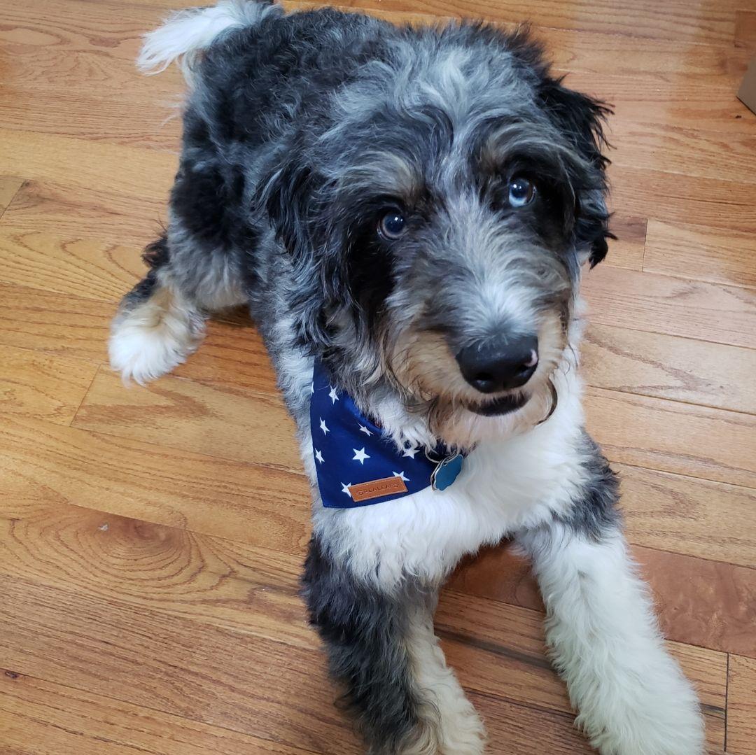 Fourth of July pup