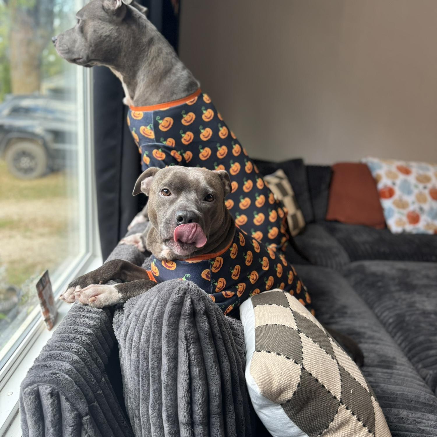 Had to show off our fur babies 🥰