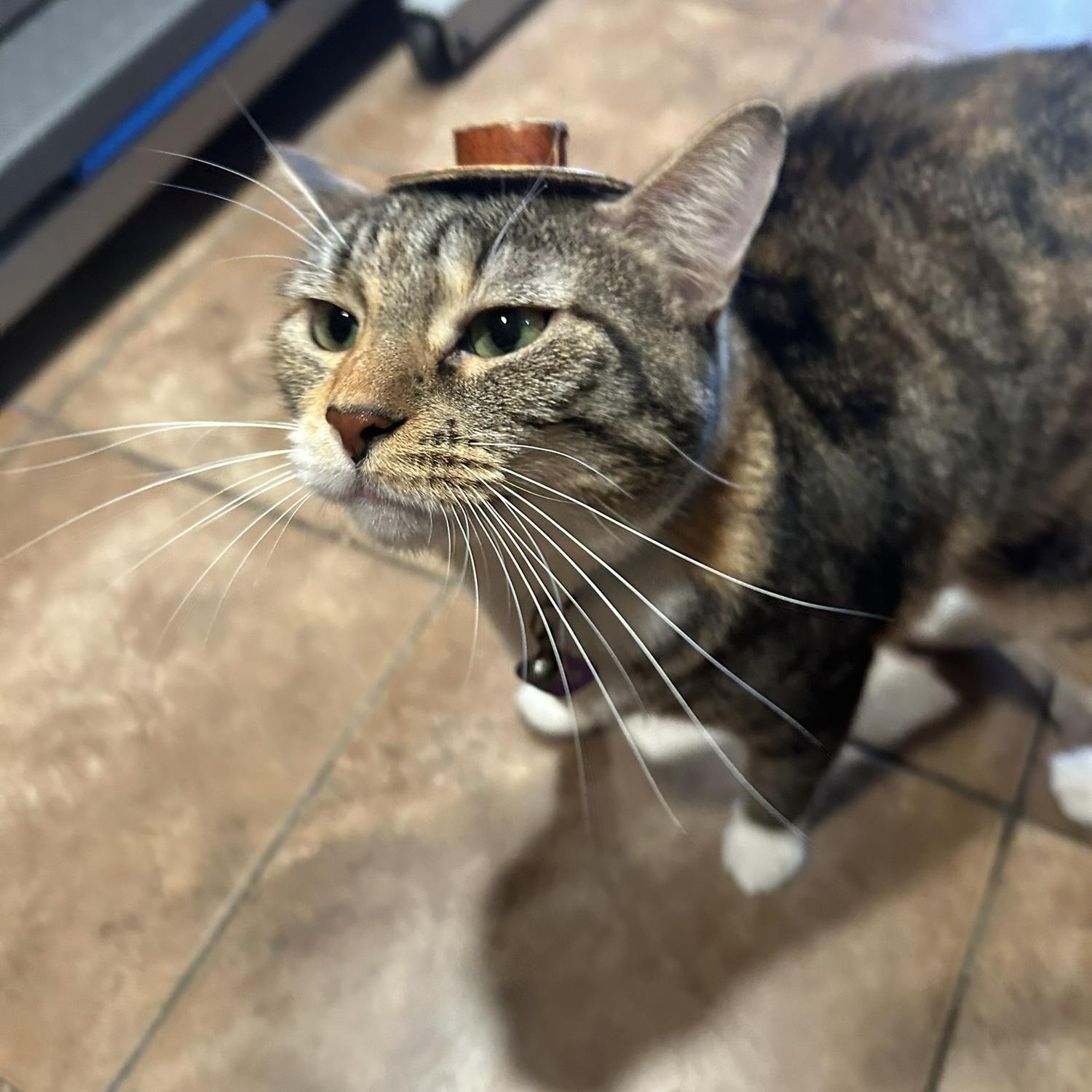STELLA ❤️