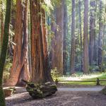 Armstrong Redwoods State Natural Reserve