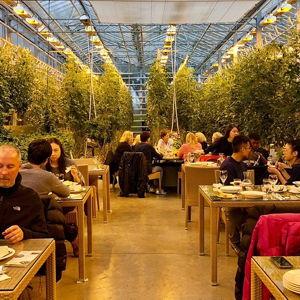 Fridheimar Greenhouse Lunch in Iceland