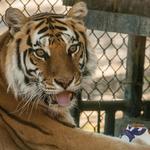 Folsom City Zoo Sanctuary