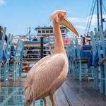 Pelican Restaurant