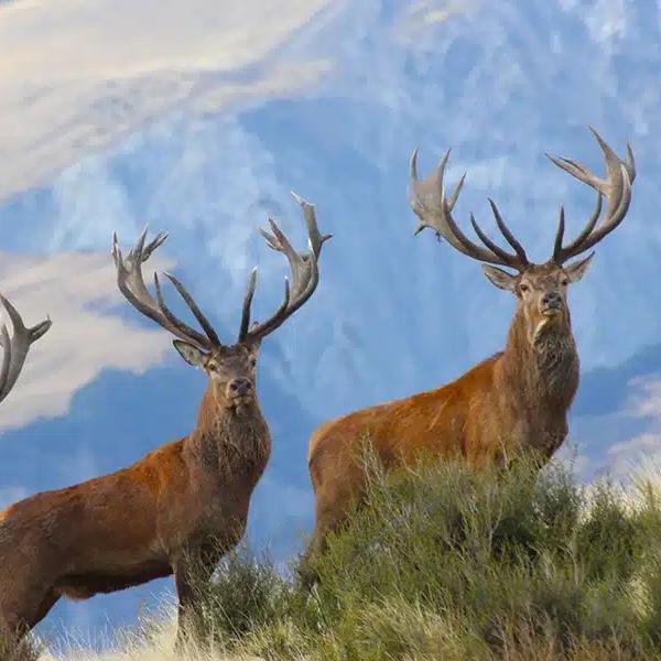 Taxidermy