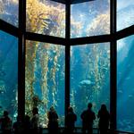 Monterey Bay Aquarium