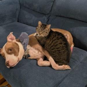 Honeymoon Pet Care
