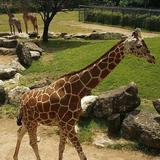 Cameron Park Zoo
