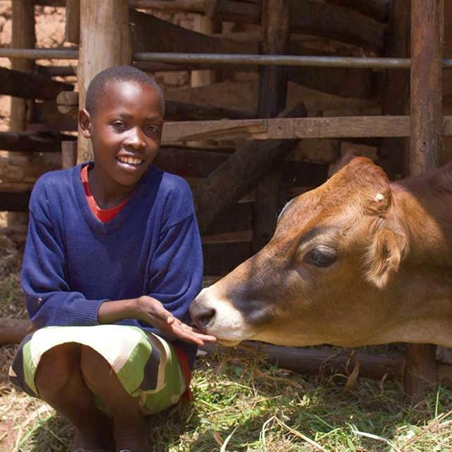 SHARE of a Heifer