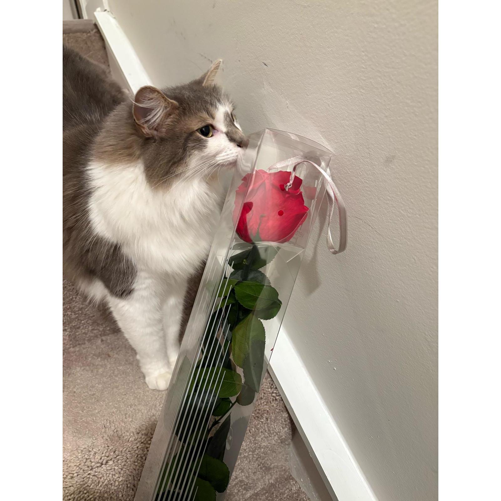 Tokyo and Roses
