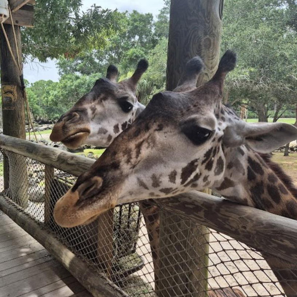2 Tickets to the Brevard Zoo in FL for our Honeymoon
