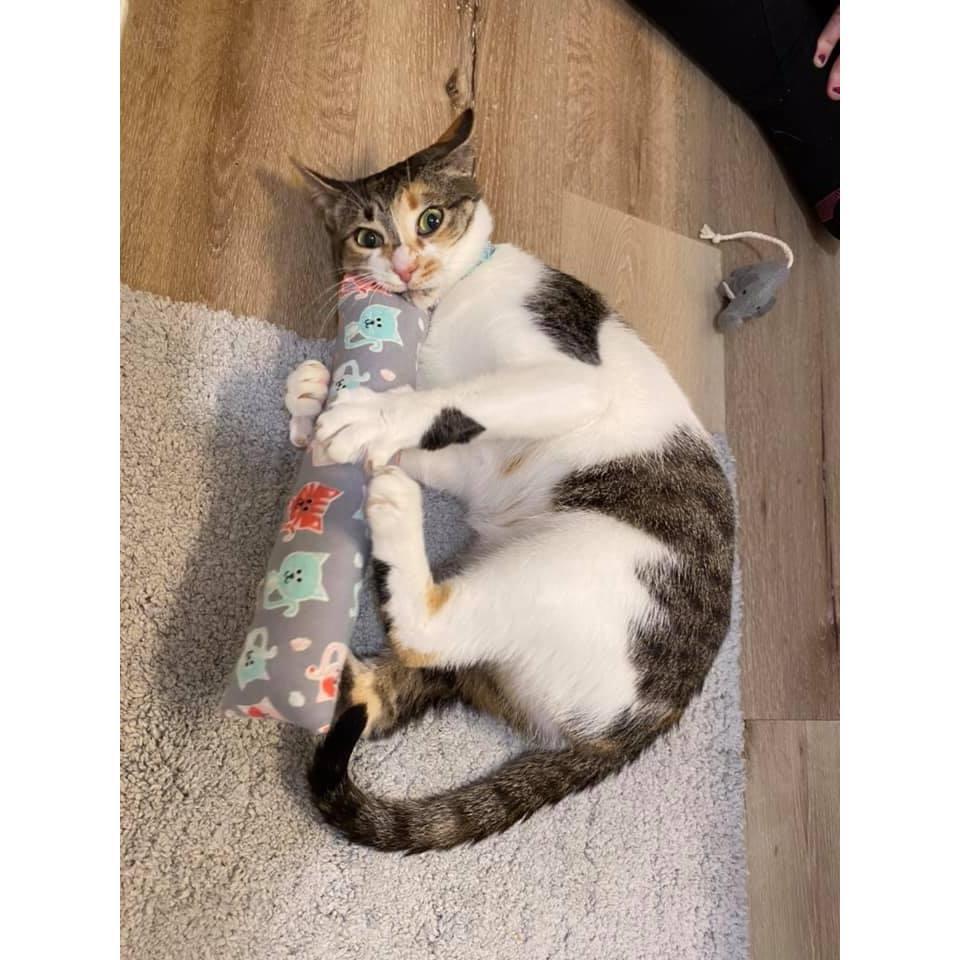 Bringing Home Rory - Miss Sassy-Cat