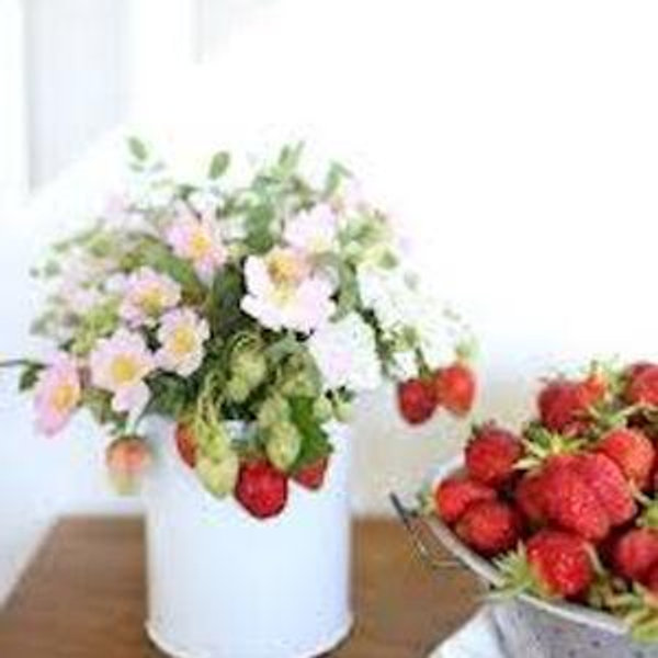 MudPuddle Berry and Flower Farm Fund!