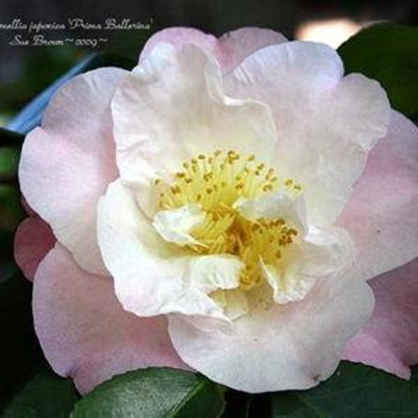 Camellia Bushes {Prima Ballerina and more}