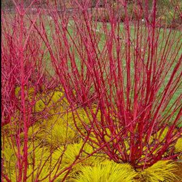 Red Twig Dogwood