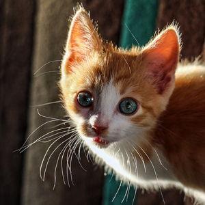 New Gonzalez Kitty