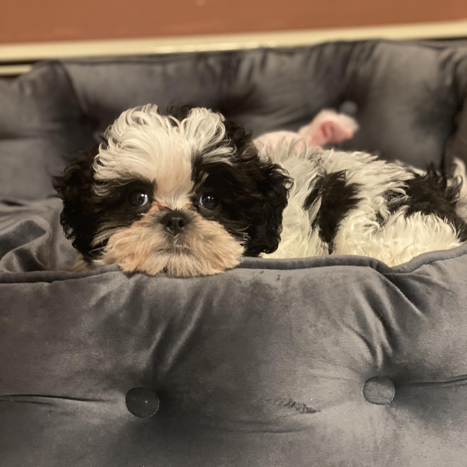 Say hello to Odin our sweet little fur man!