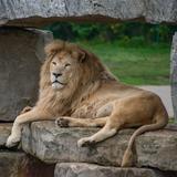 African Lion Safari