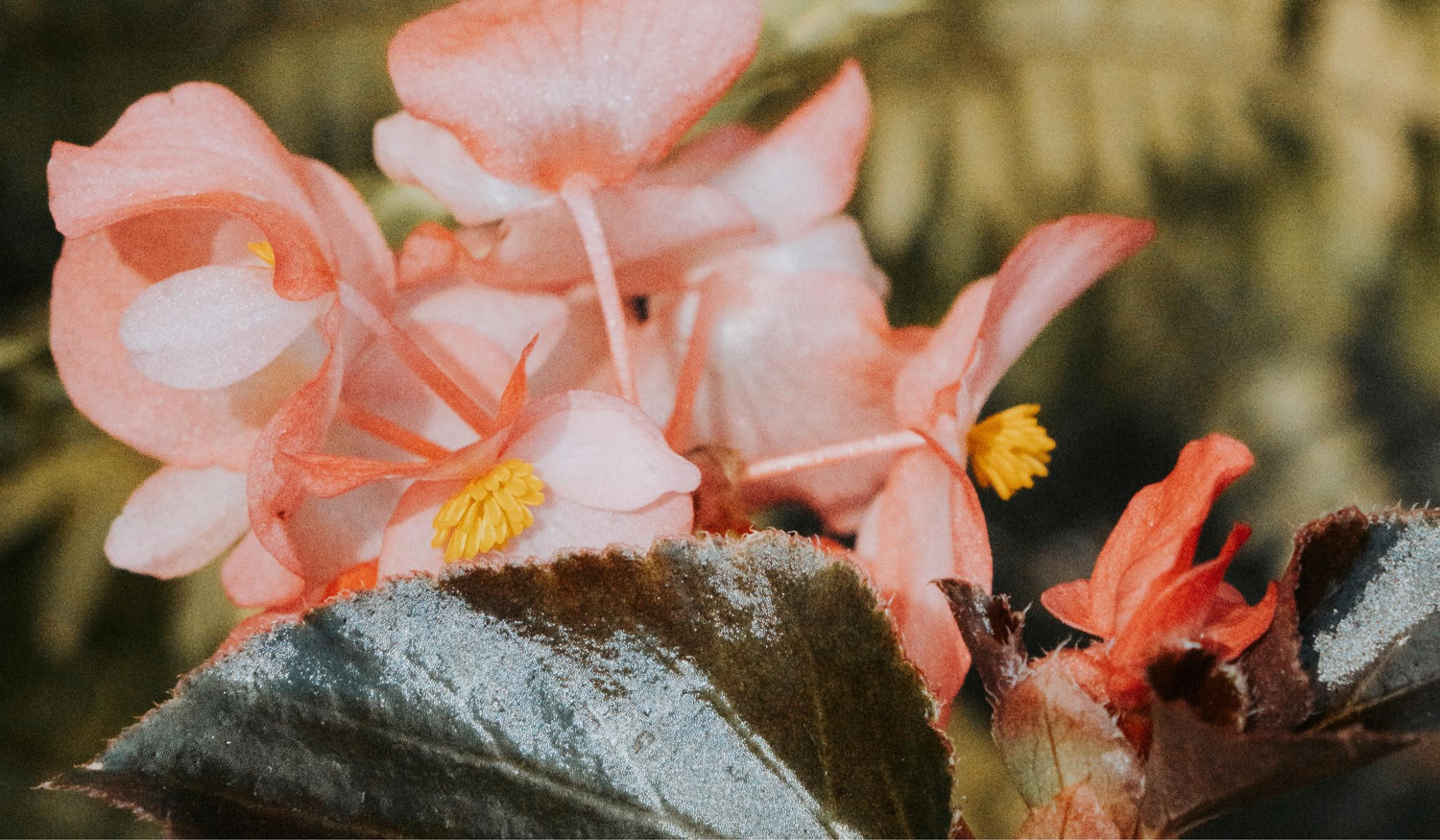 The Wedding Website of Ana Bailão and Georgy Didmanidze