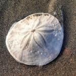 Ocean Shores
