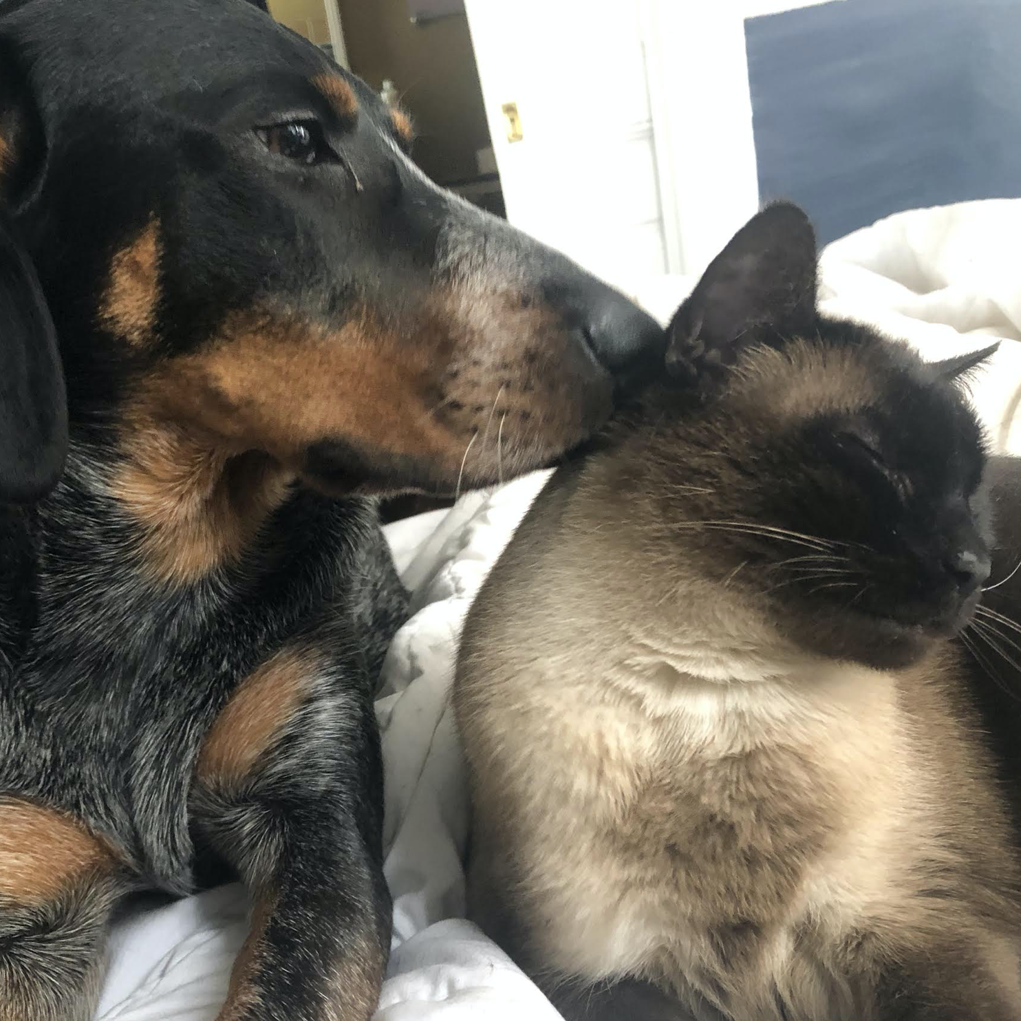 Our Furbabies, Infinity and Yakmaine