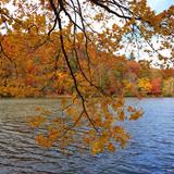 Vogel State Park
