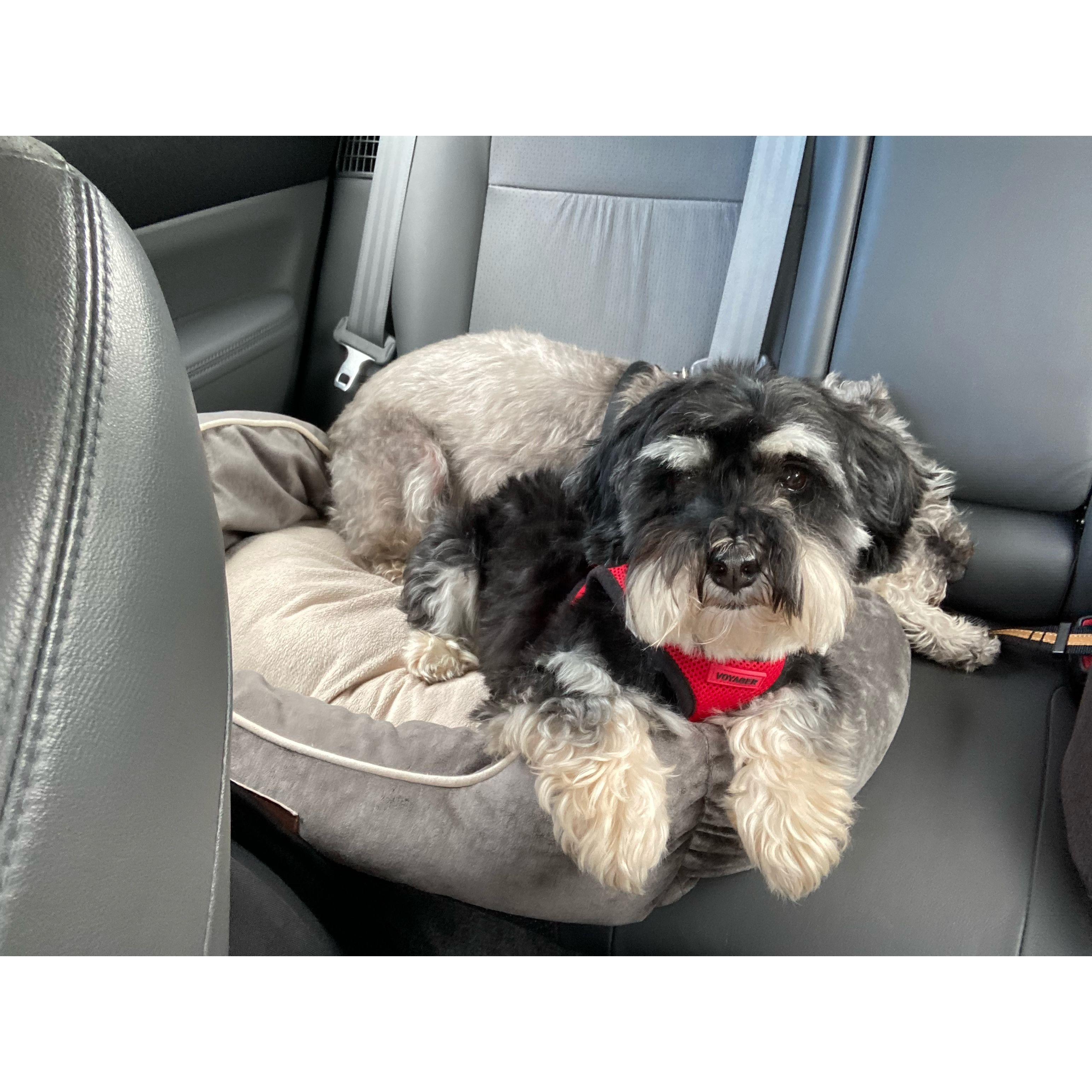 2023
Madison doesn't like riding in the car. Louis is her emotional support dog.