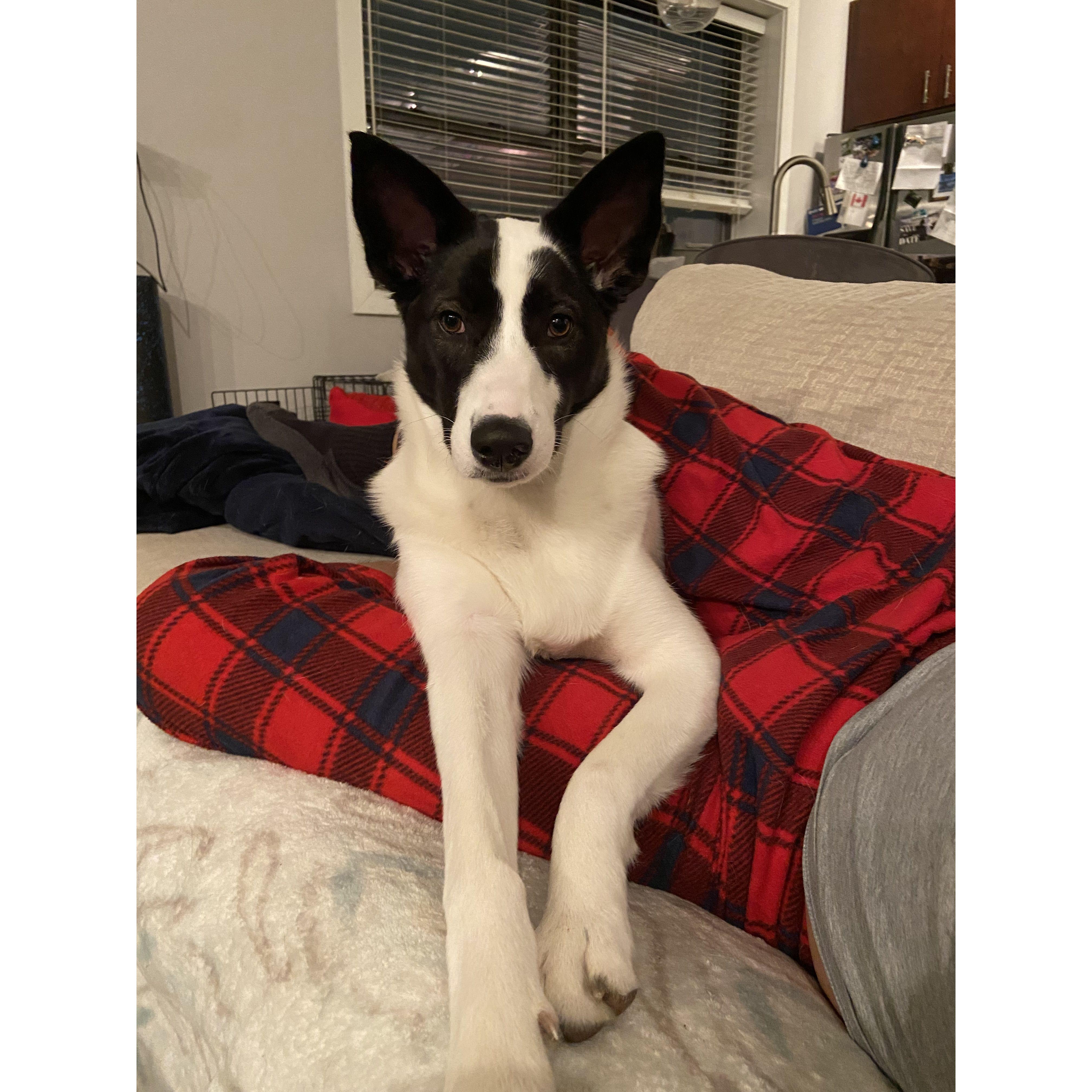 Layla Being a Model