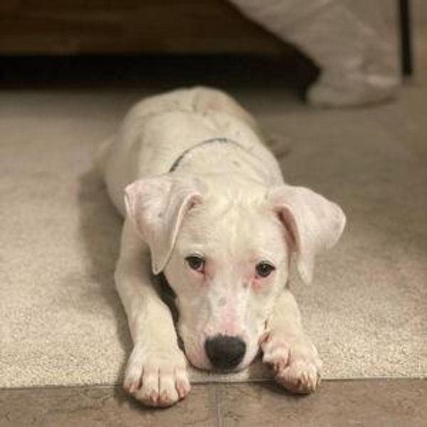 Donation to Royal Animal Refuge