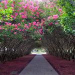 The Dallas Arboretum and Botanical Garden