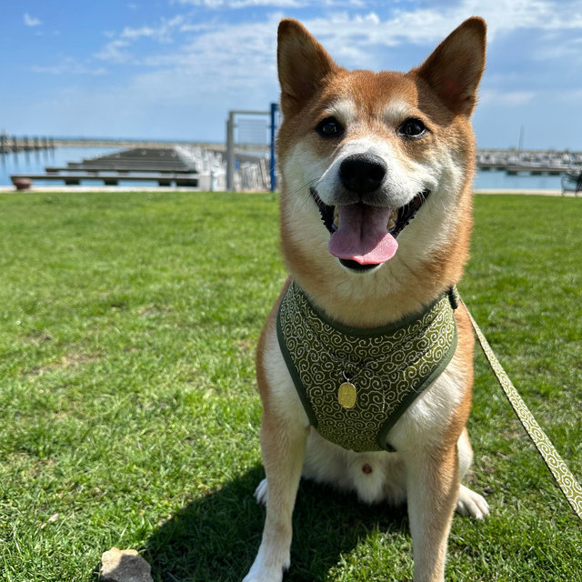 Stanley’s Glaucoma Fund