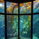 Monterey Bay Aquarium