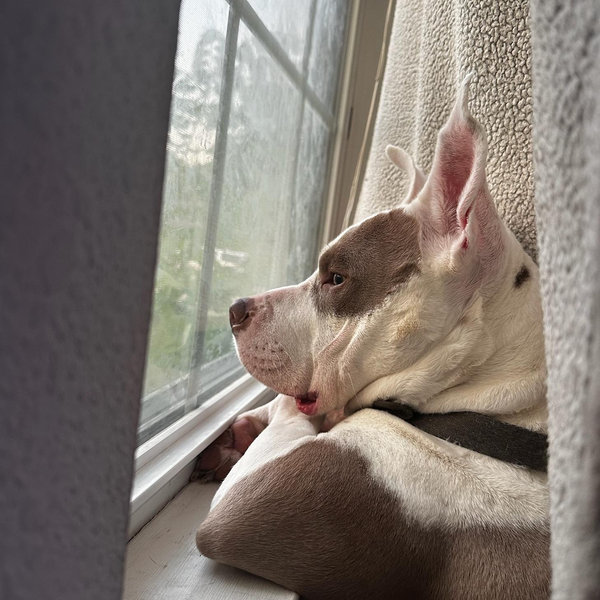 Pet Portrait Canvases from Walgreens