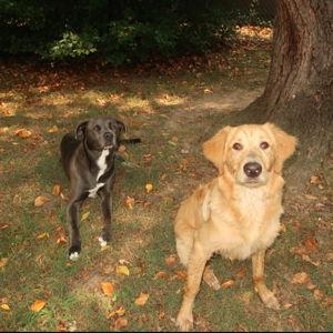 Buck and Moose Treat Fund!